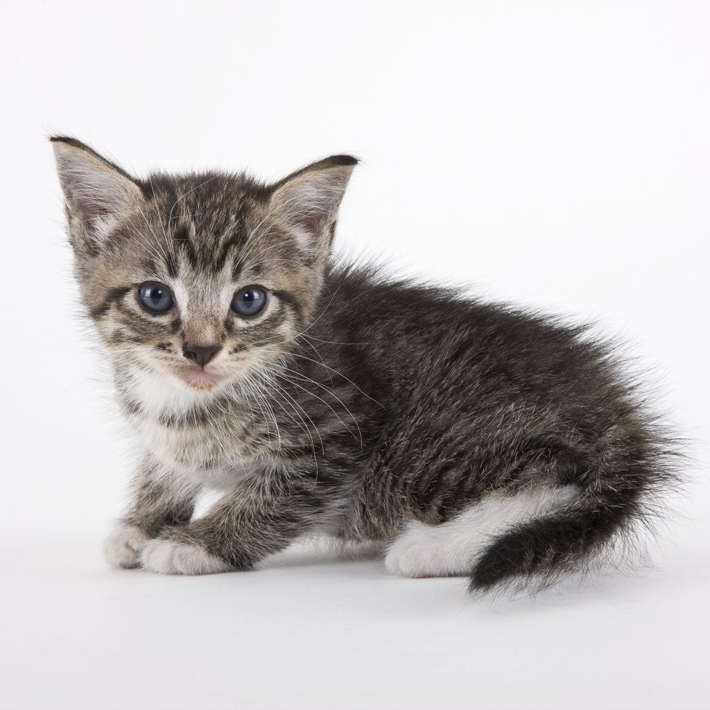 Detail of Tabby kitten by Anonymous