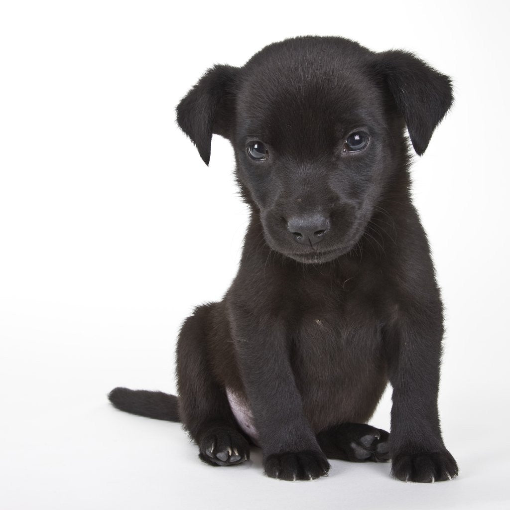 Detail of Black labrador puppy by Anonymous