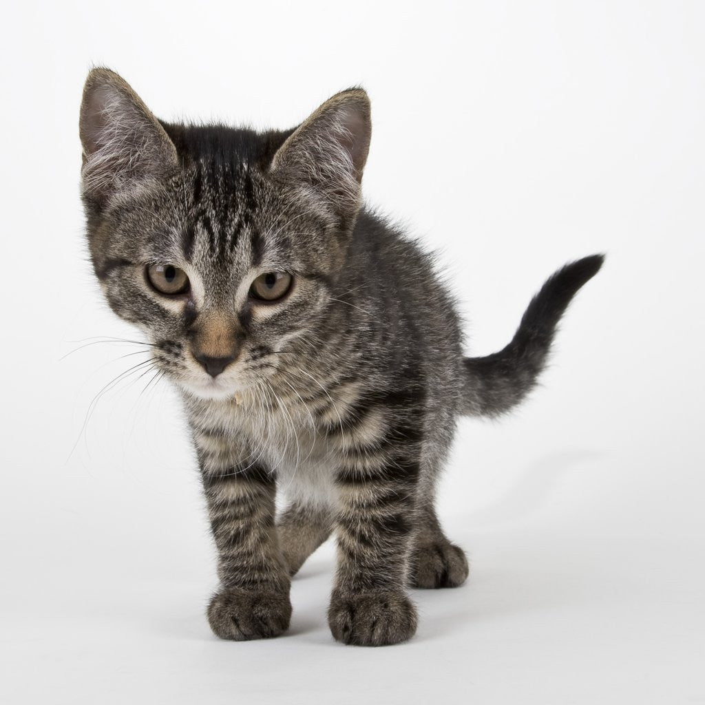 Detail of Tabby kitten by Anonymous