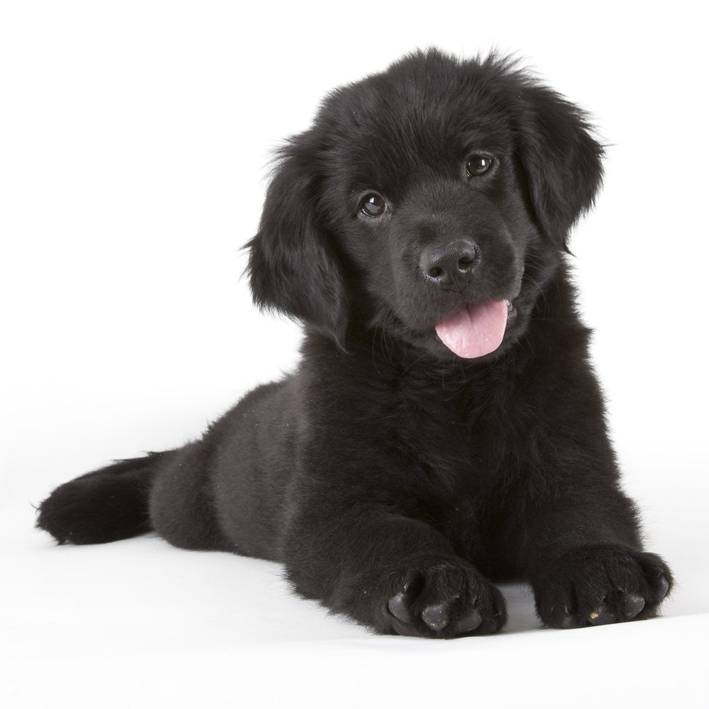 Detail of Newfoundland puppy by Anonymous
