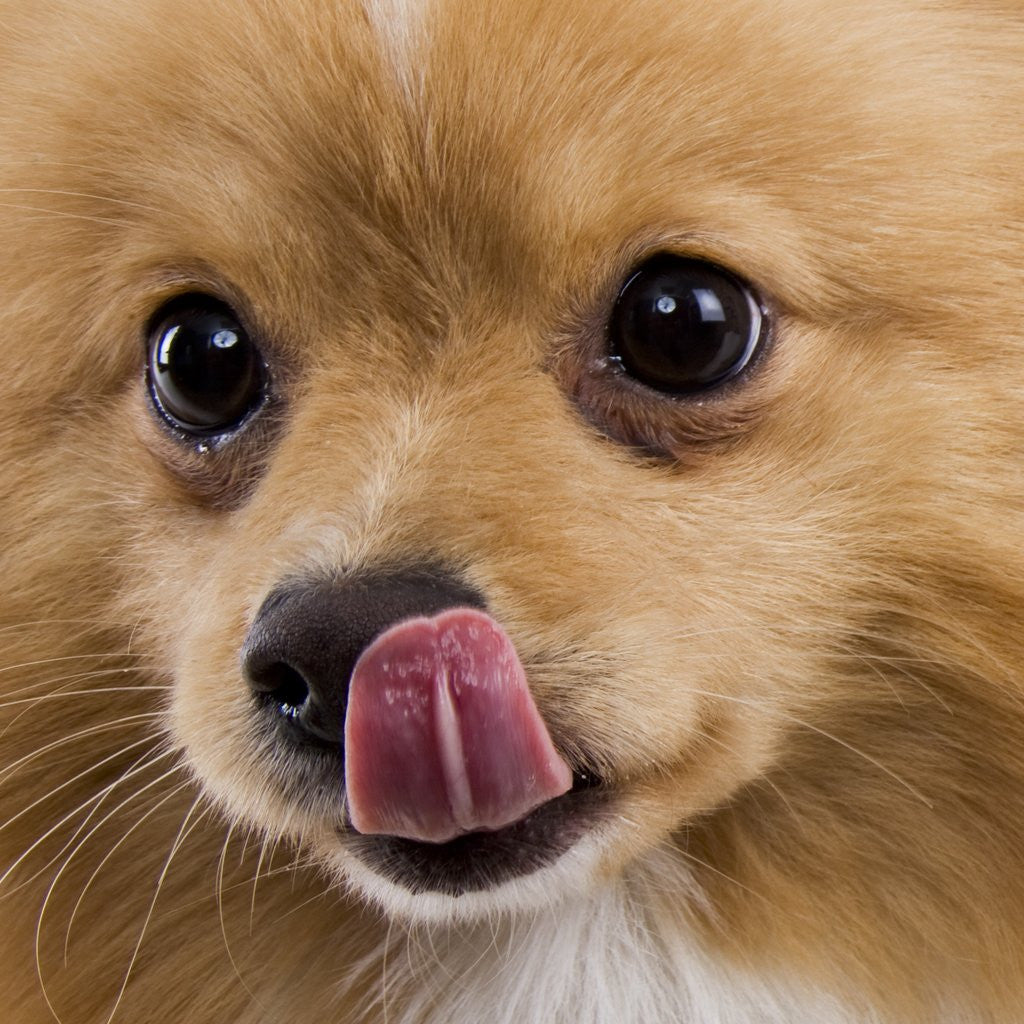 Detail of Pomeranian licking face by Anonymous