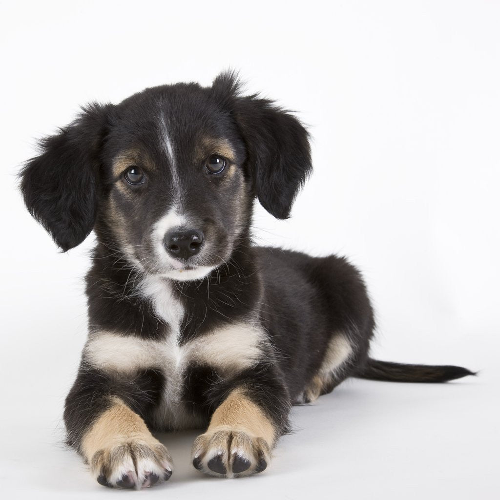 Detail of Australian shepherd puppy by Anonymous