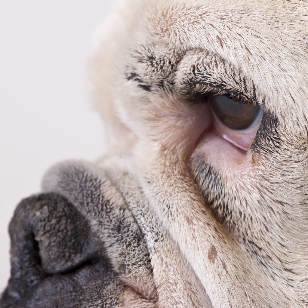 Detail of Bulldog face by Anonymous