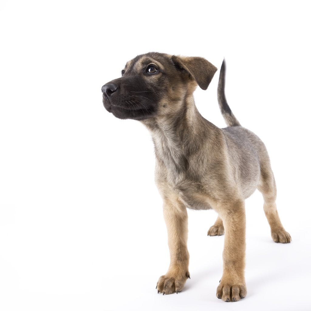 Detail of Mastiff puppy by Anonymous