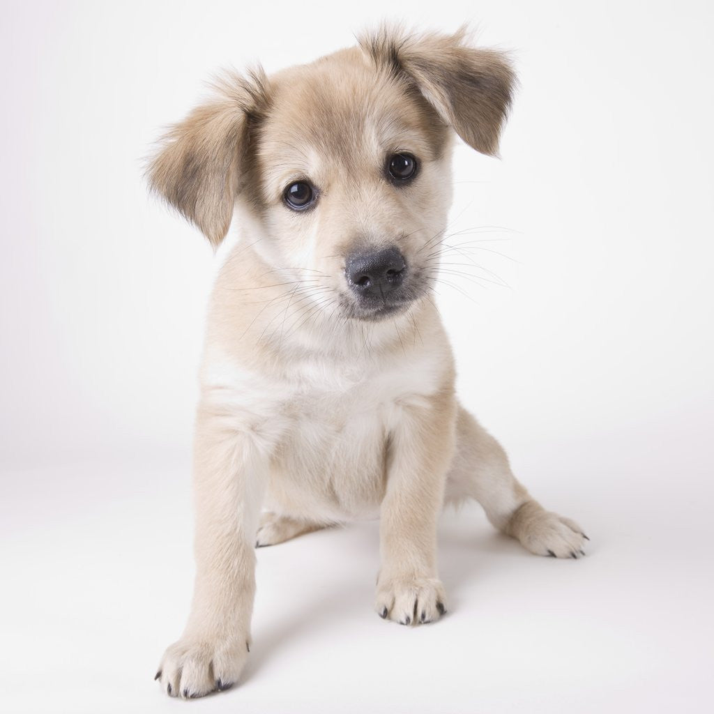 Detail of Cute puppy by Anonymous