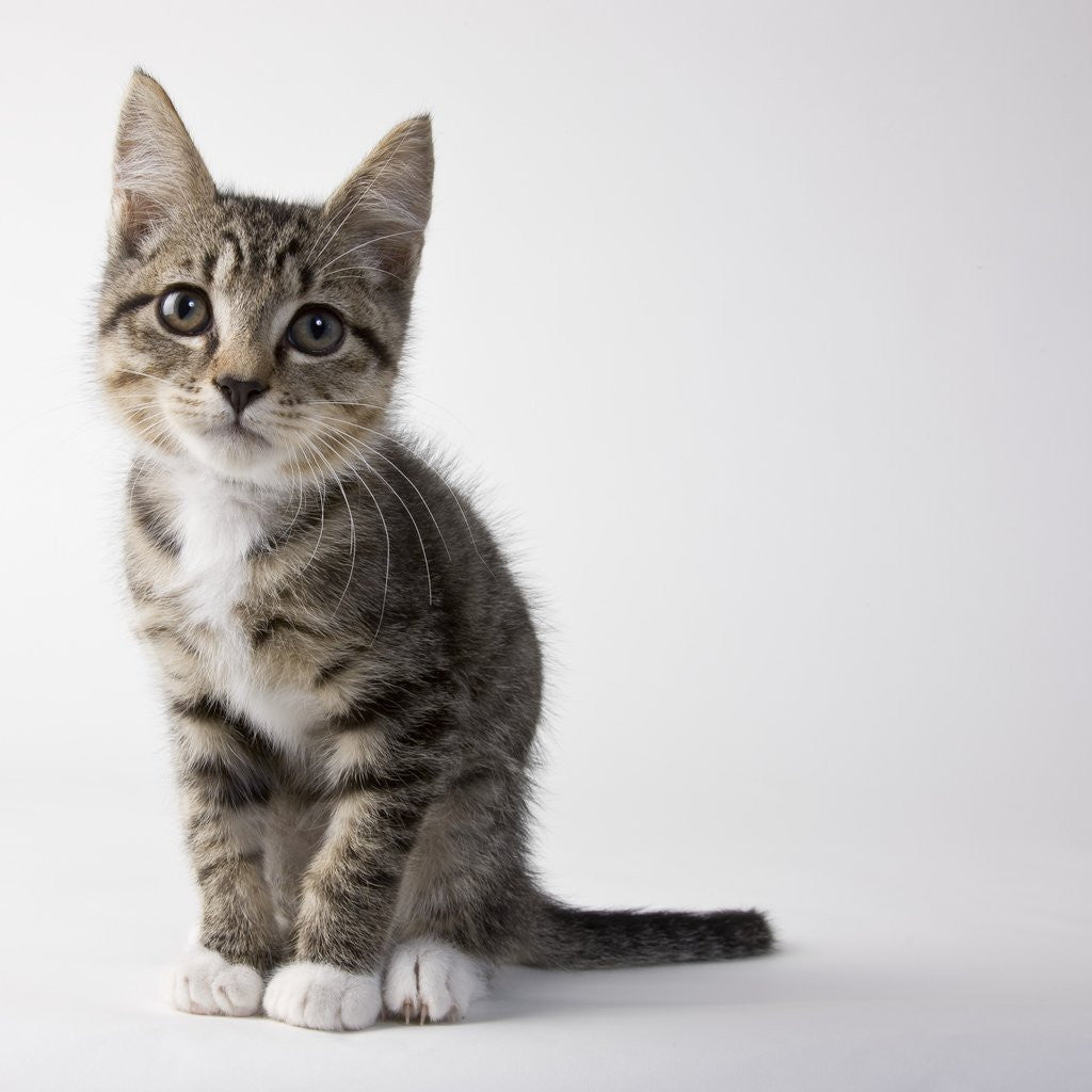 Detail of Tabby kitten by Anonymous