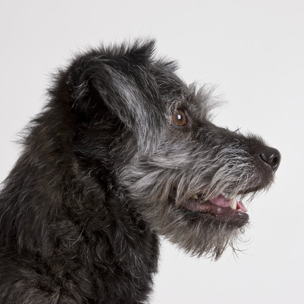 Detail of Wolfhound puppy by Anonymous