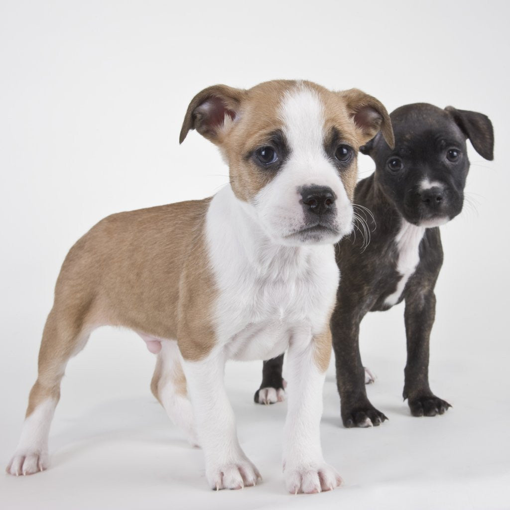 Detail of American bulldog puppies by Anonymous