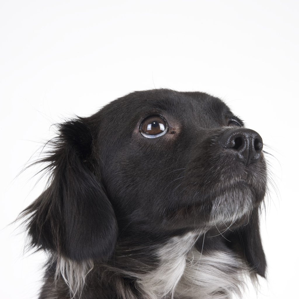 Detail of Spaniel puppy looking up by Anonymous