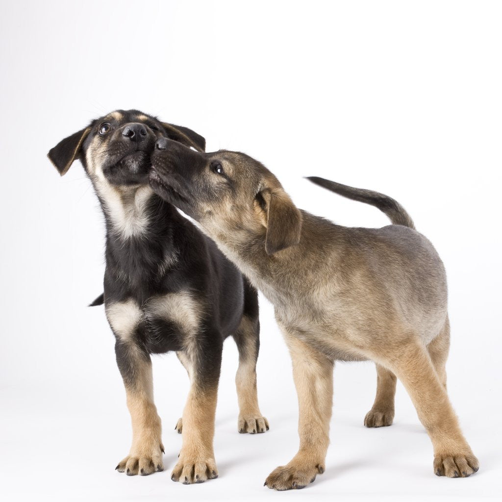 Detail of Puppies licking one another by Anonymous