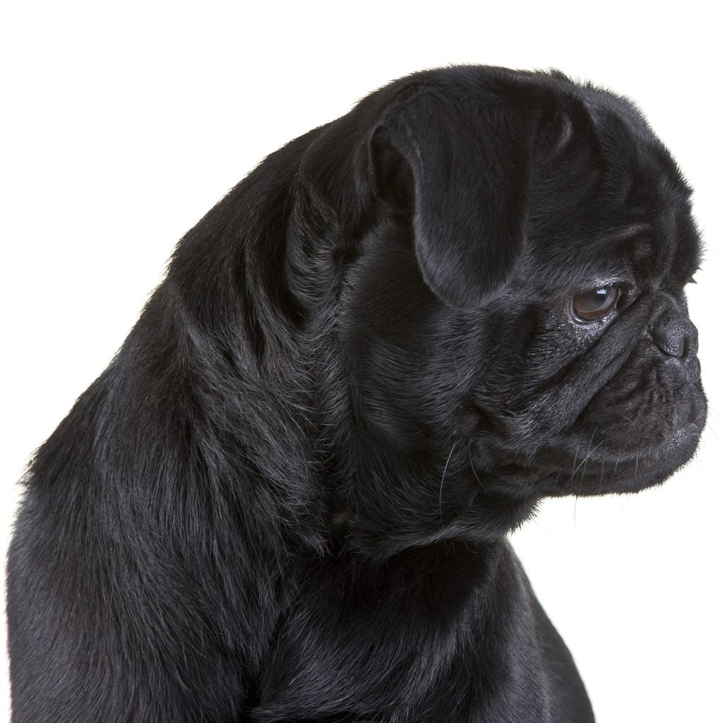 Detail of Black Pug by Anonymous