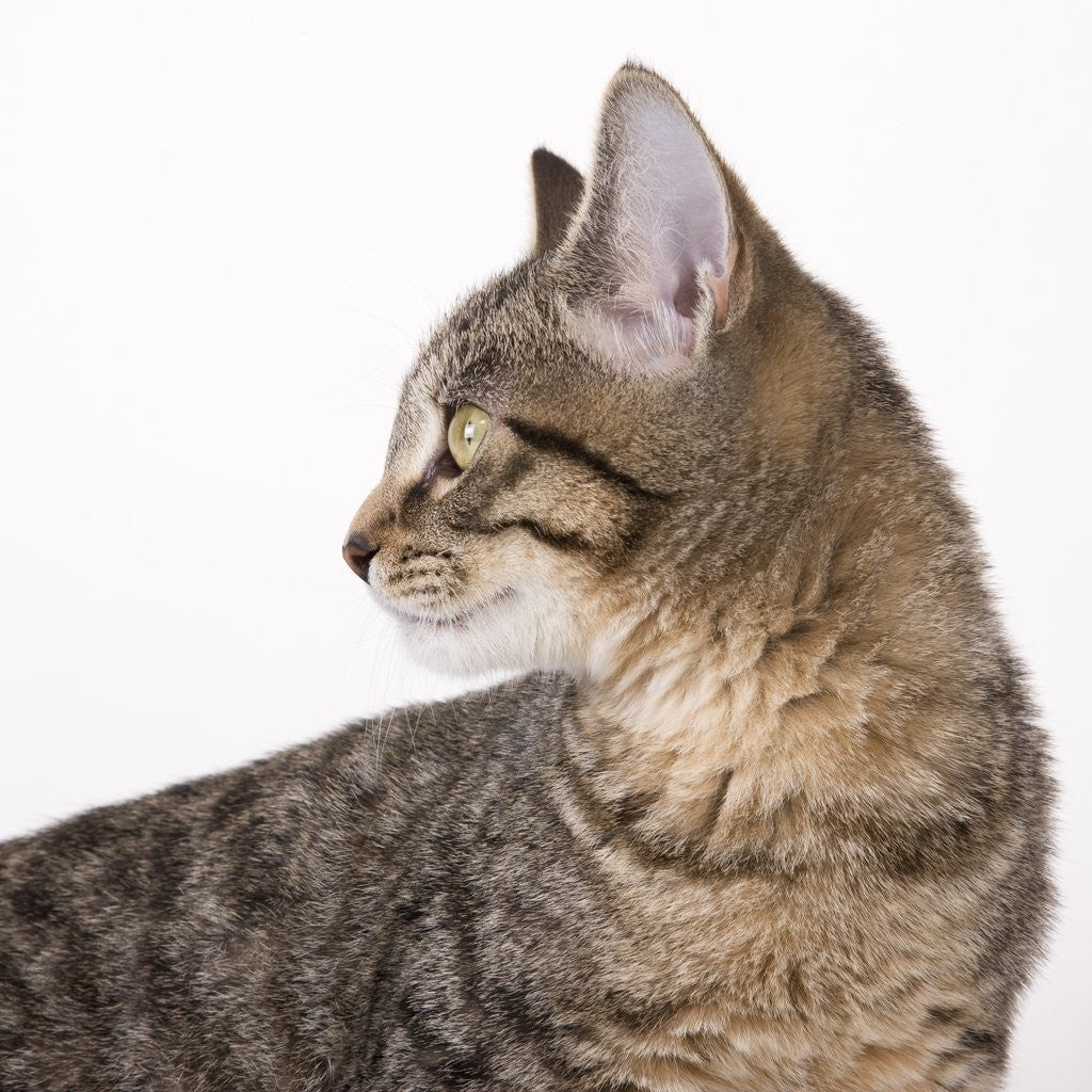 Detail of Tabby cat by Anonymous