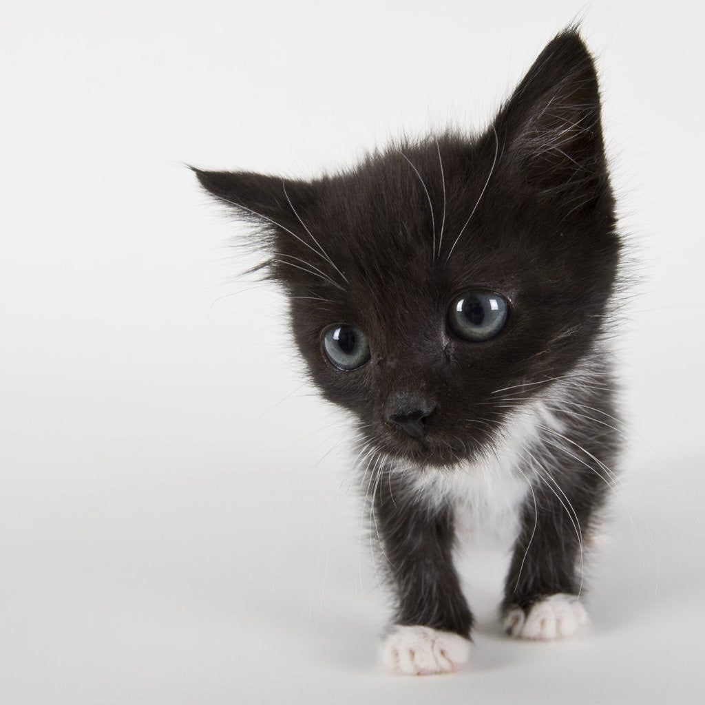 Detail of Black and white kitten by Anonymous