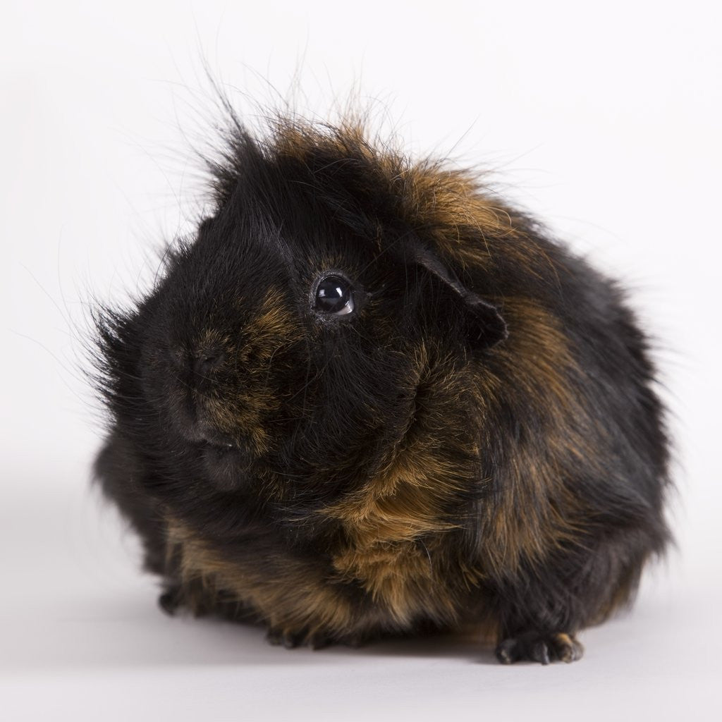 Detail of Black and tan Guinea pig by Corbis
