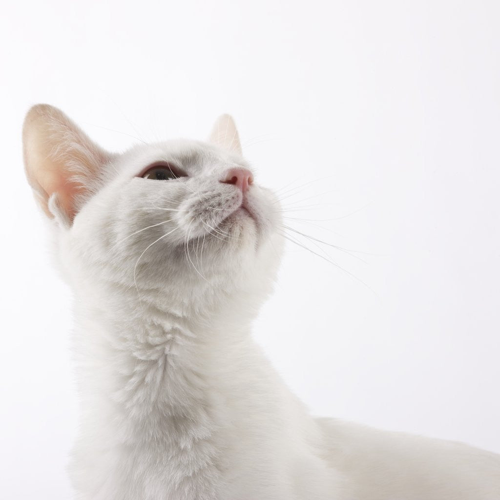 Detail of White cat looking up by Corbis