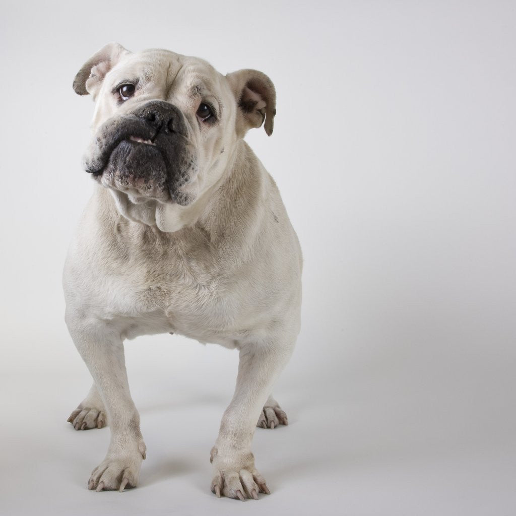 Detail of Bulldog by Anonymous