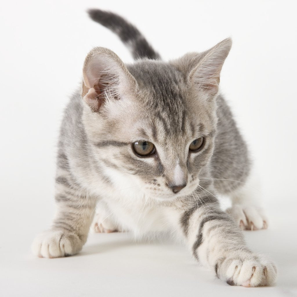 Detail of Gray kitten pawing by Anonymous
