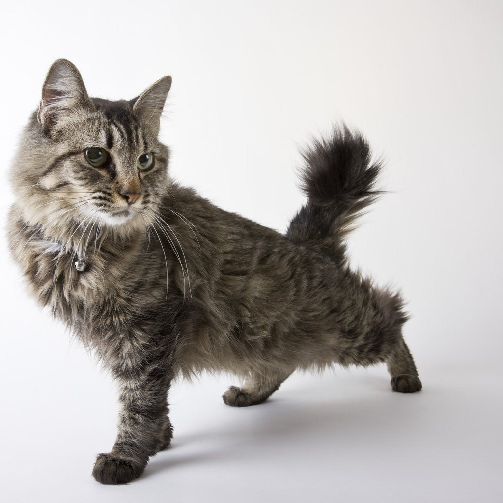 Detail of American Bobtail cat by Corbis