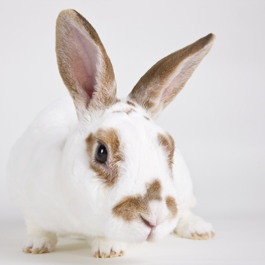 Detail of White and tan rabbit by Corbis