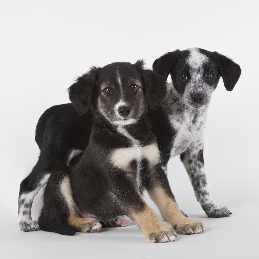 Detail of Brittany spaniel and Australian shepherd puppies by Corbis