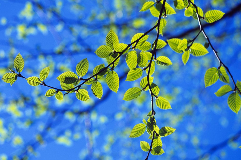 Detail of Spring Leaves, Irving Nature Park, Saint John, New Brunswick, Canada by Anonymous