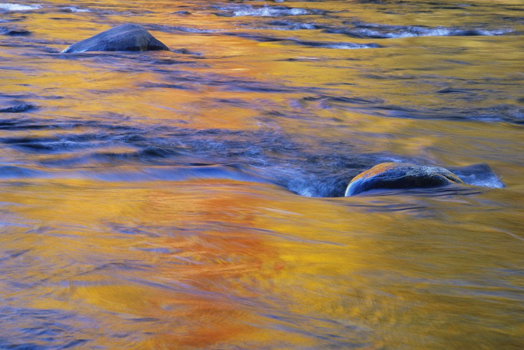 Detail of Autumn Reflections on Little White River, Elliot Lake, Ontario, Canada by Anonymous
