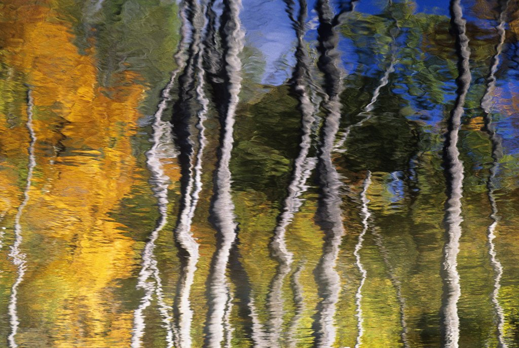 Detail of Autumn Reflections in Kilbear Provincial Park, Ontario, Canada by Anonymous