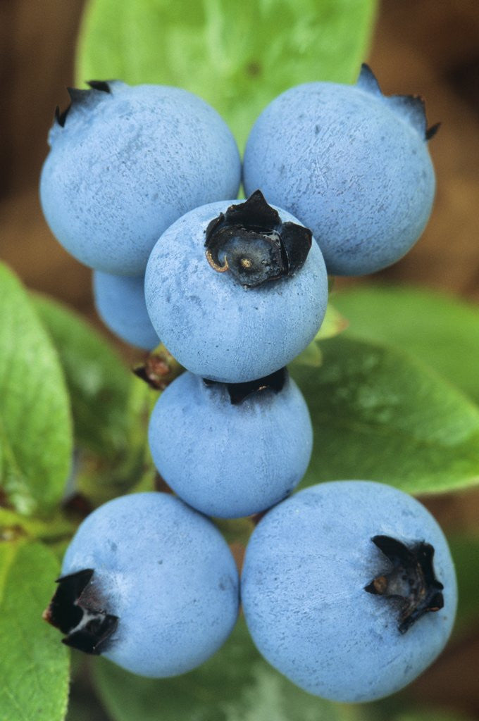 Detail of Detail of Ripe Blueberries on Shrubs, a Favorite Food of Birds, Canada by Anonymous