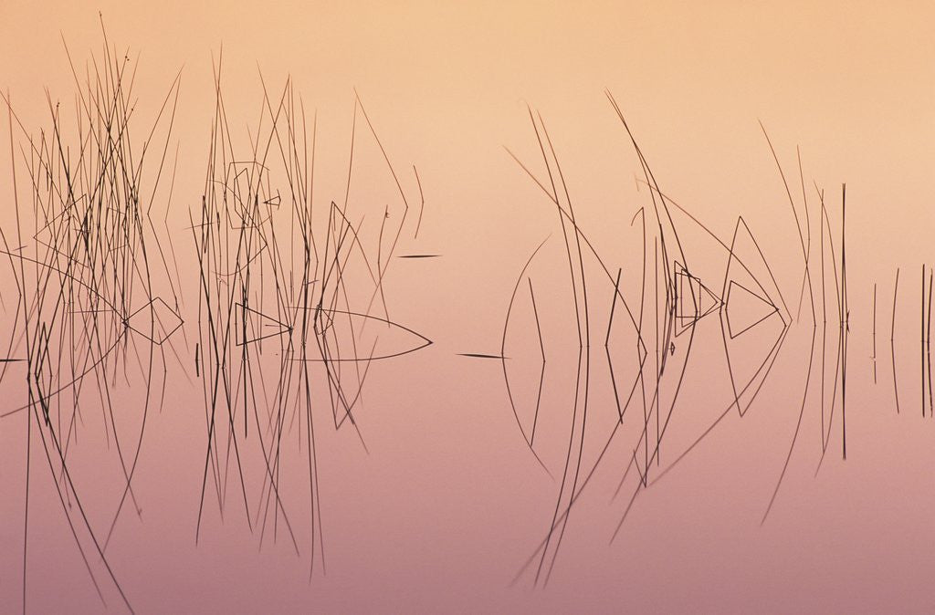 Detail of Hardsten Bulrush (scirpus Acutus) Manitoulin Island, Lake Mindemoya, Ontario, Canada by Anonymous