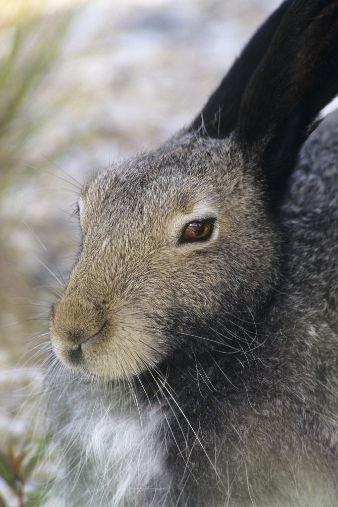 Detail of Artic Hare (lepus Articus) in Summer, Churchill Manitoba, Canada by Corbis