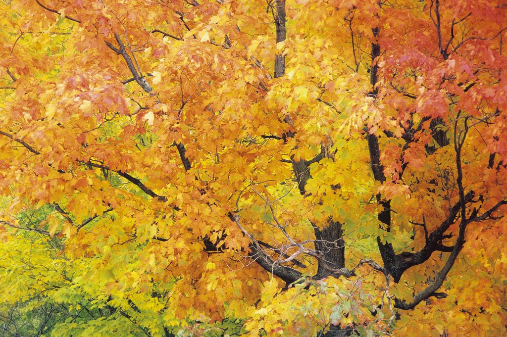 Detail of Red Maple in Autumn Foliage, Canada by Anonymous