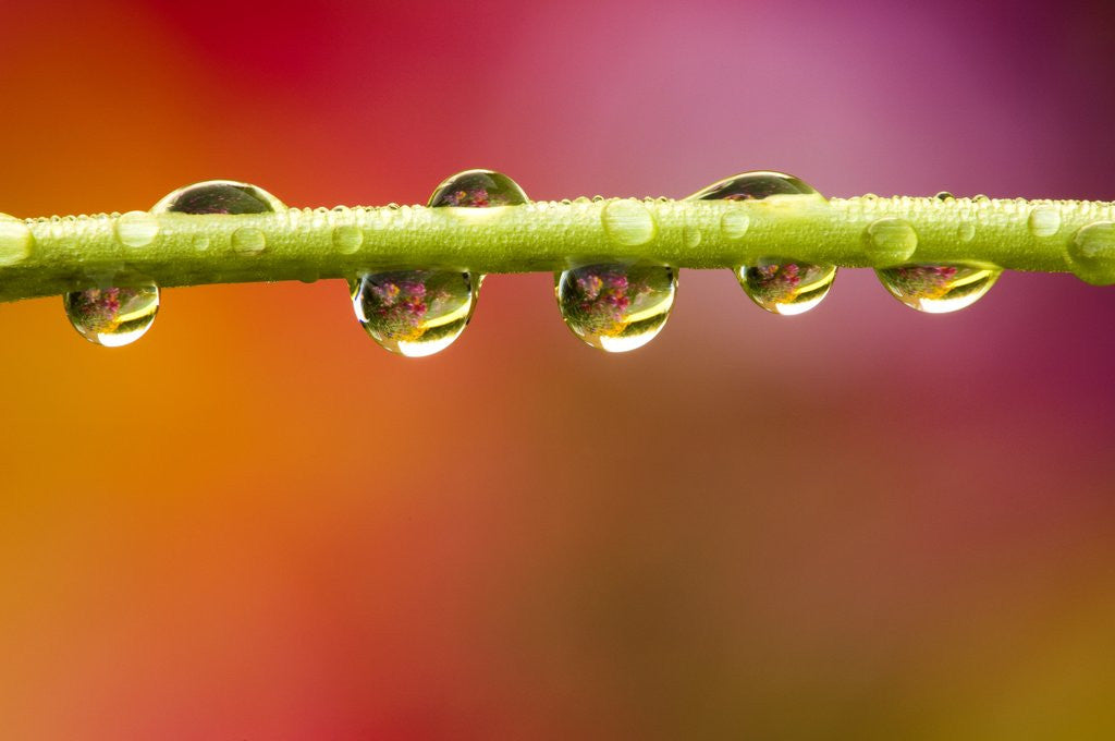 Detail of Raindrops on Graden Flower Stem, Canada by Anonymous