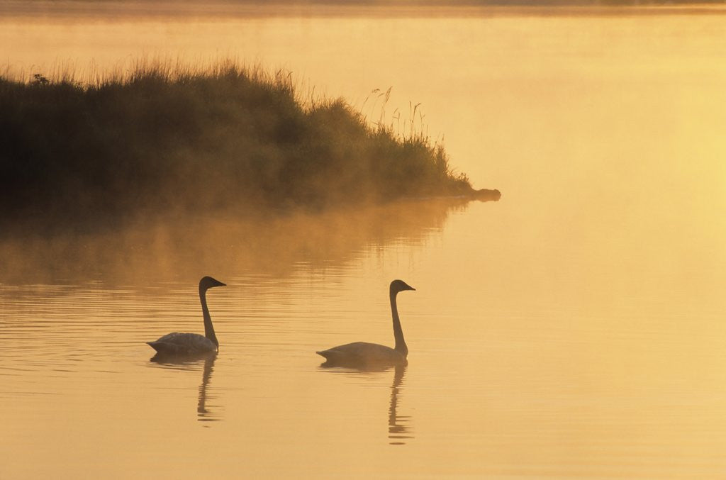 Detail of Two Adult Trumpeter Swans (cvanus Buccinator) in Morning Light at the Mouth of Junction Creek, Walden, Ontario, Canada by Anonymous