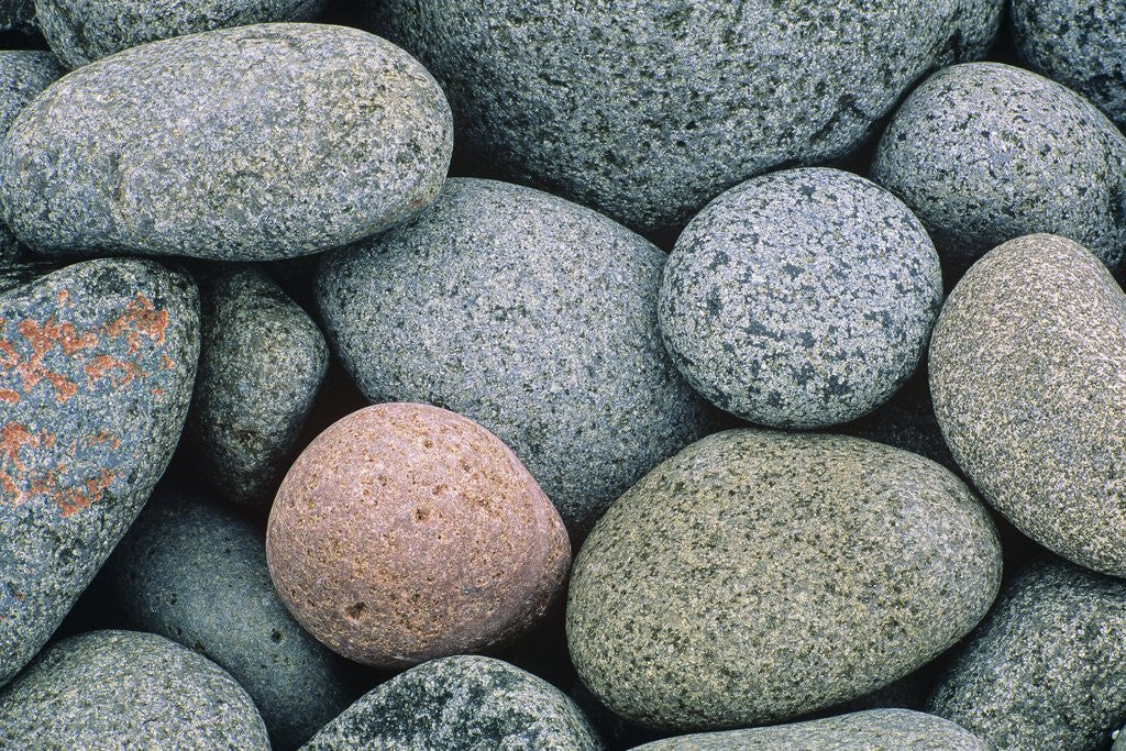 Detail of Detail of Pebbles on Long Island, Nova Scotia, Canada by Anonymous