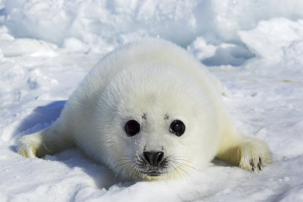 Detail of Harp Seal on the Ice in the Gulf of St Lawrence, Maritime Provinces, Canada by Anonymous