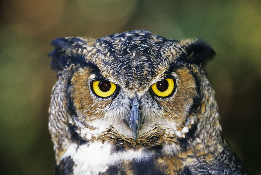 Detail of Great Horned Owl (Bubo Virginianus) Portrait, Canada by Anonymous