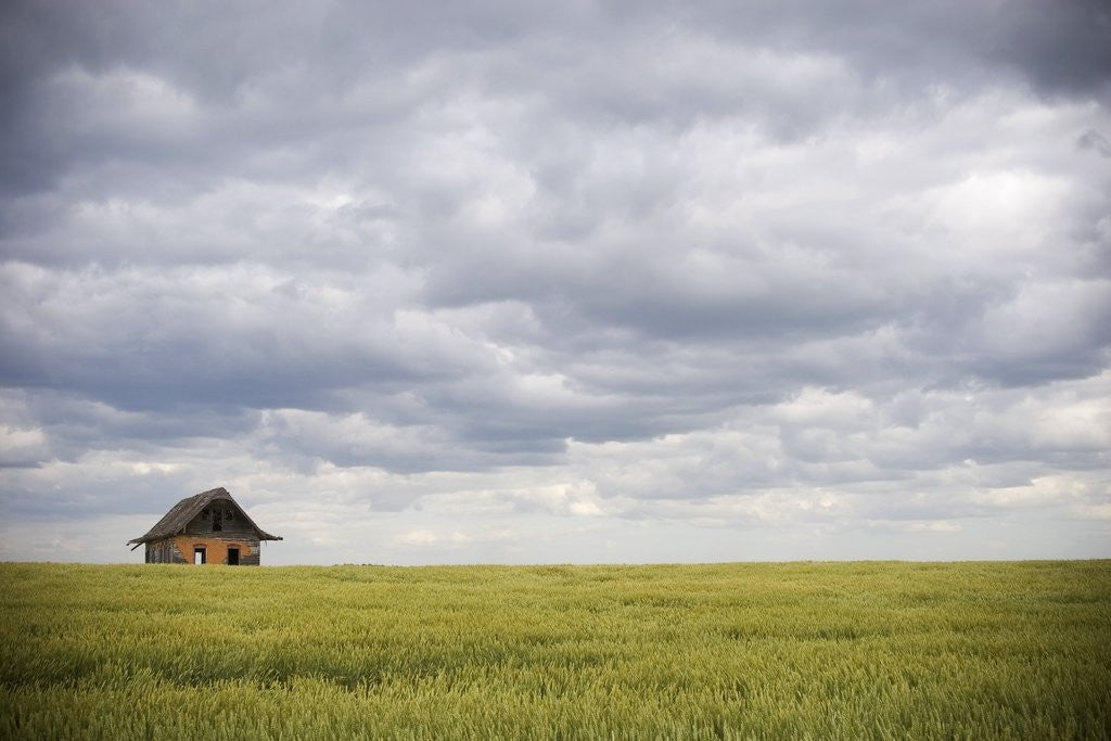 Detail of Barley Field and Abandoned Farmhouse, Raymore, Saskatchewan, Canada by Corbis