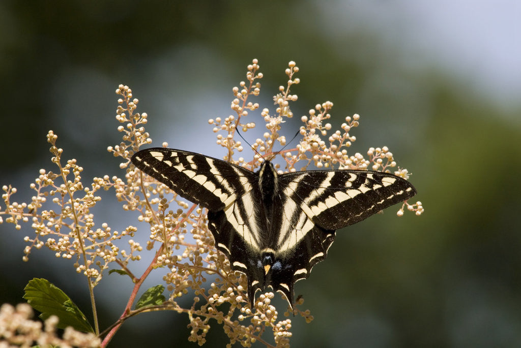 Detail of Pale Swallowtail Butterfly, Canada by Anonymous