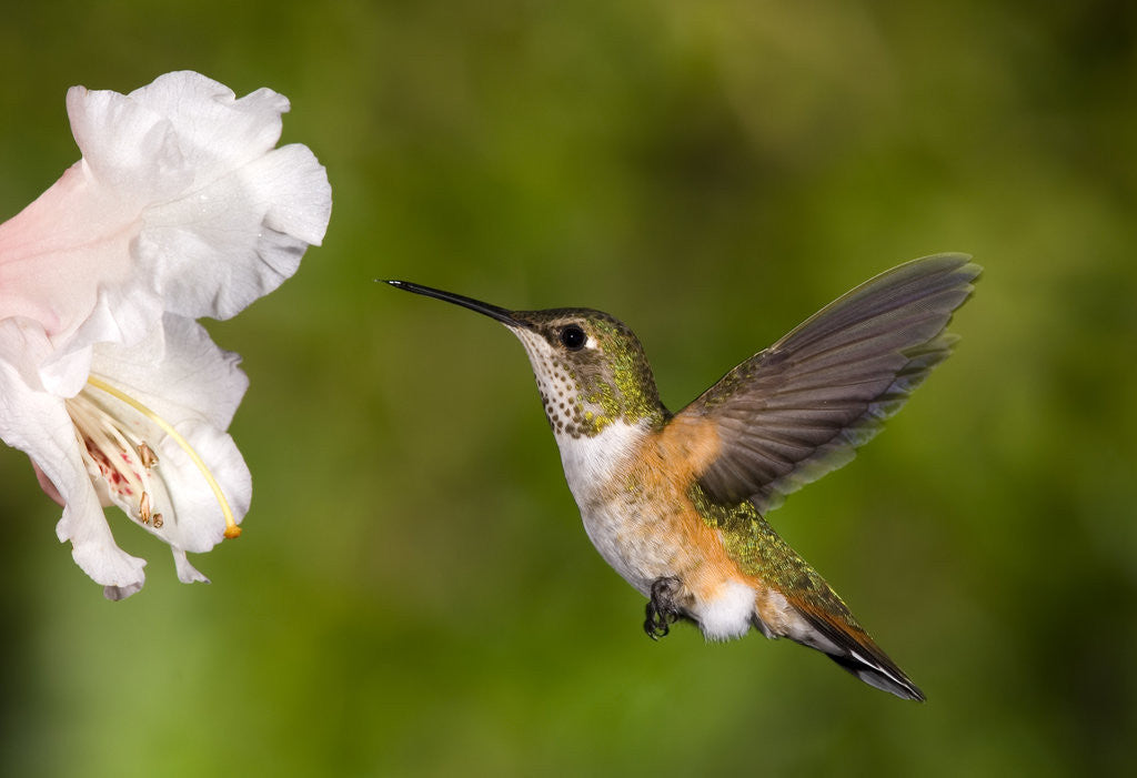 Detail of Rufous Hummingbird, Canada. by Anonymous