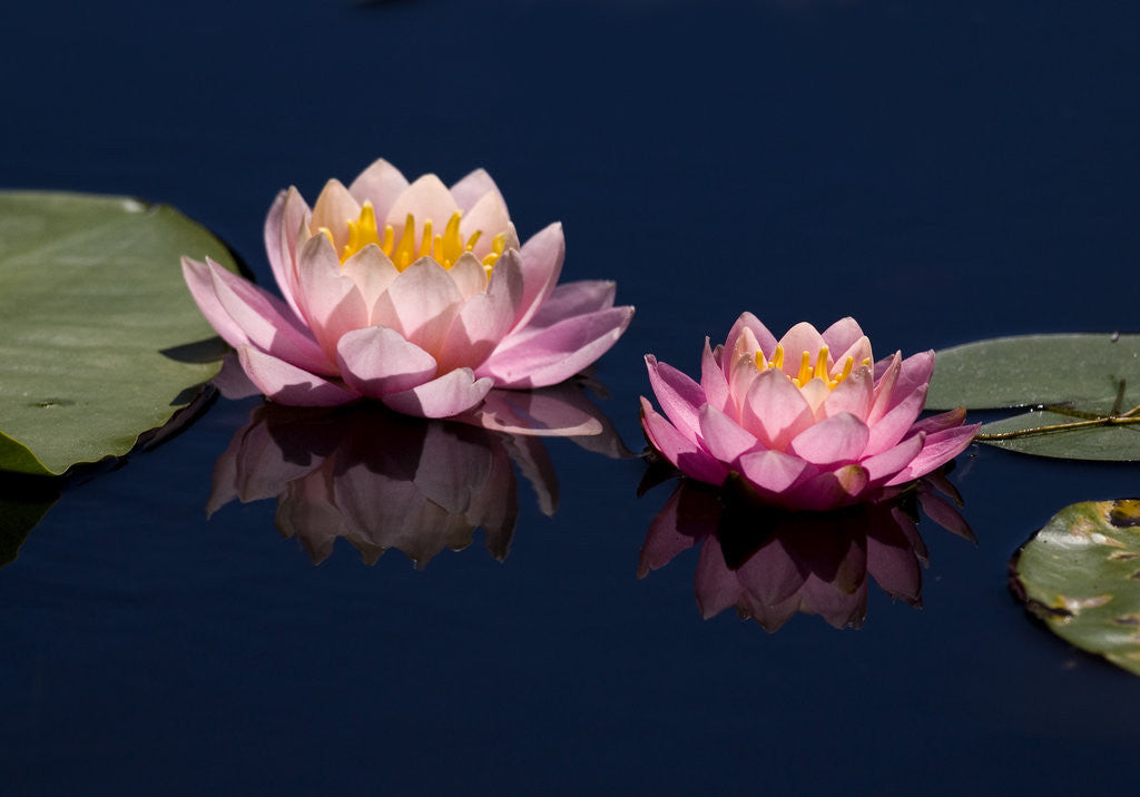Detail of Water Lily, Canada. by Corbis
