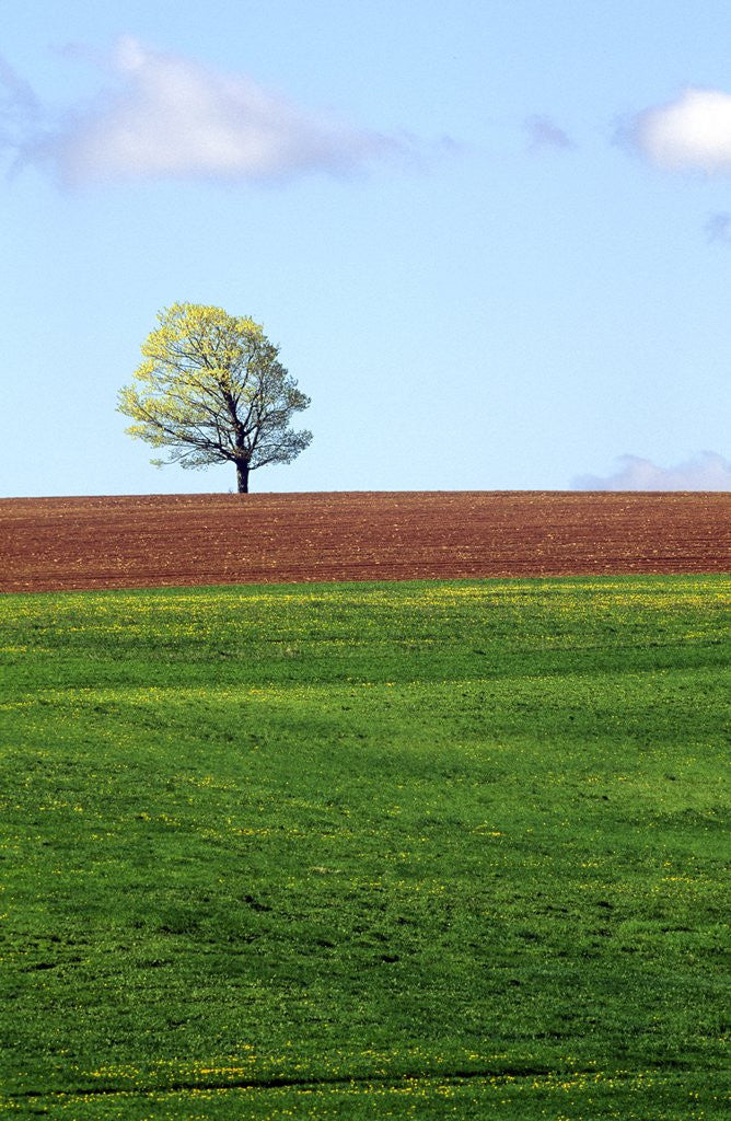 Detail of Lone Tree Blowing in Wind Near Sussex, New Brunswick, Canada. by Anonymous