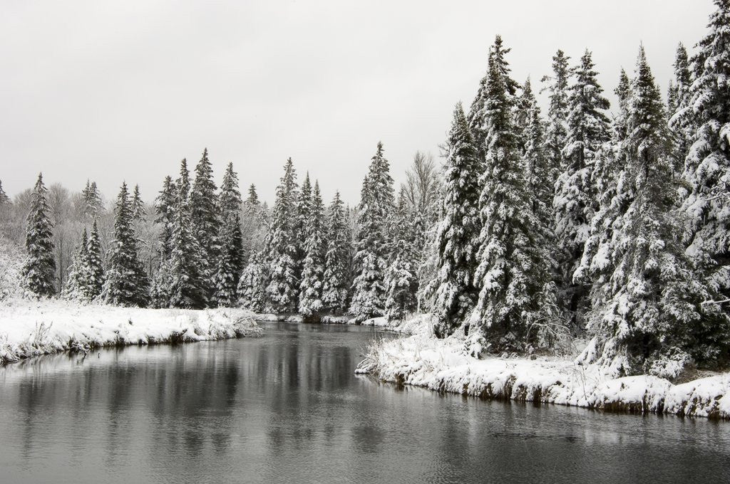 Detail of Fresh, Heavy, Wet Snow on Trees Along Banks of Junction Creek, Lively, Ontario, Canada. by Anonymous