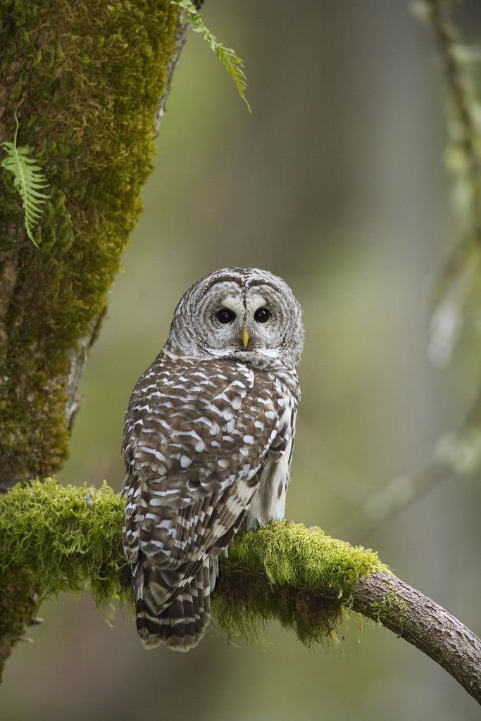 Detail of Barred Owl Perched on Mossy Branch, Victoria, Vancouver Island, British Columbia, Canada. by Anonymous