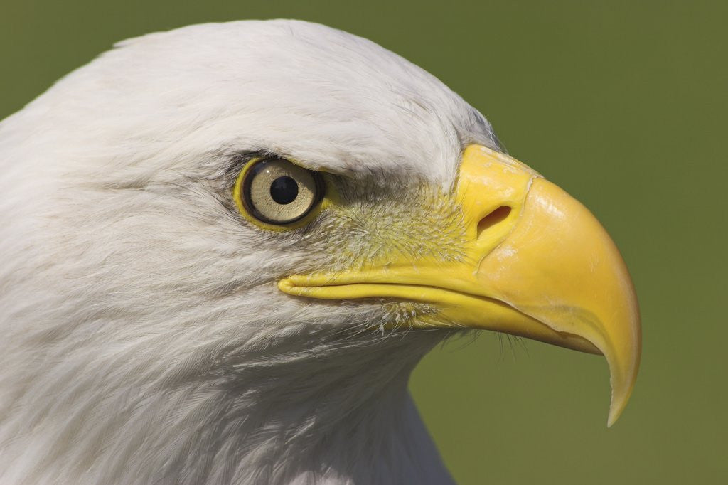 Detail of Bald Eagle Head Detail, British Columbia, Canada. by Anonymous