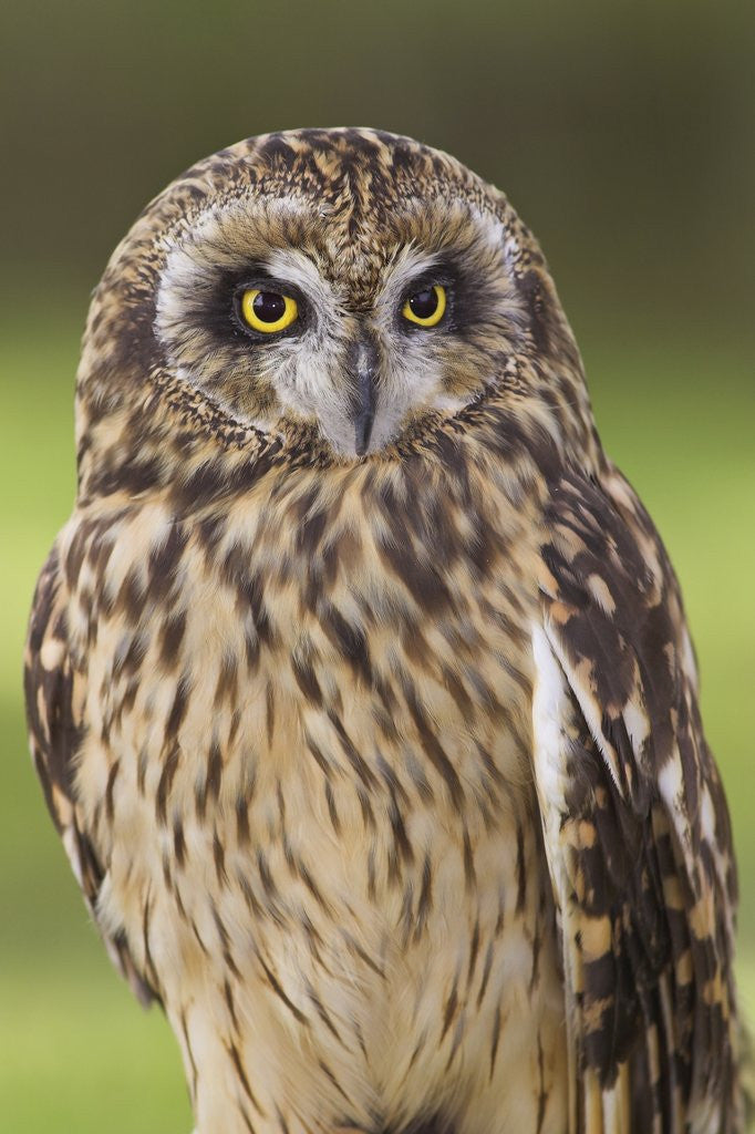 Detail of Short-eared Owl, British Columbia, Canada. by Corbis