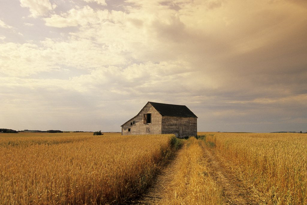 Detail of Old Barn in Maturing Spring Wheat Field, Tiger Hills, Manitoba, Canada. by Anonymous