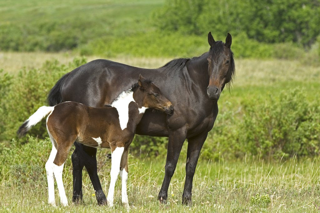 Detail of Horses (Equus Caballus) Female with Paint Foal, Ranch, Southwest Alberta, Canada. by Anonymous