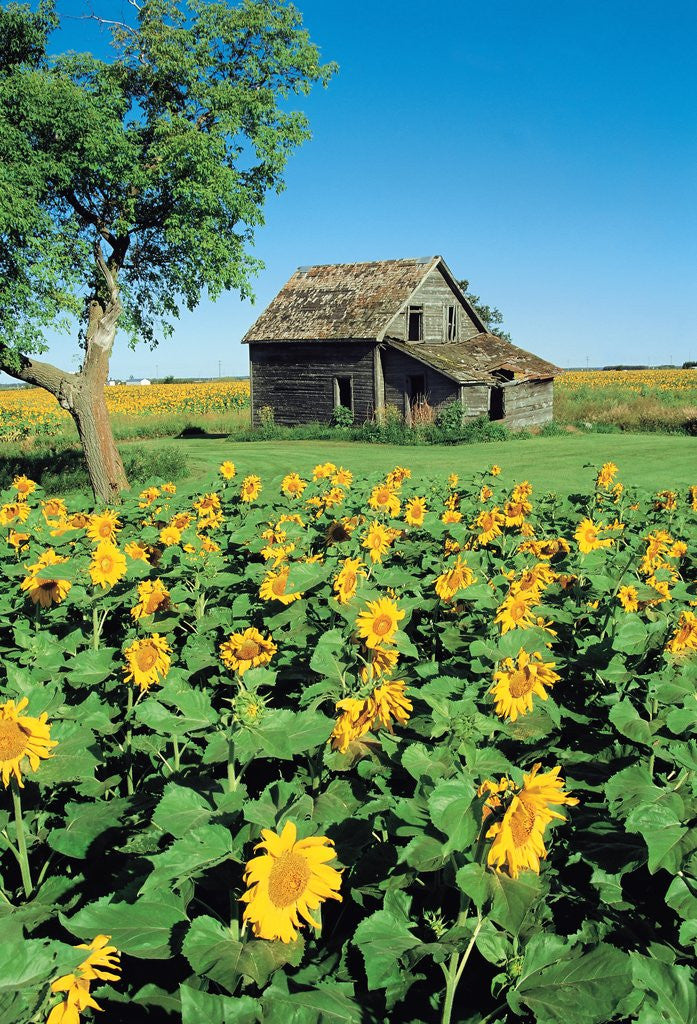 Detail of Sunflower Field, Old House, Beausejour, Manitoba, Canada. by Anonymous