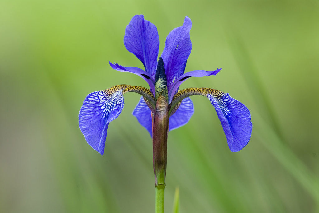Detail of Japanese Iris (Iris Japonica), Canada. by Anonymous
