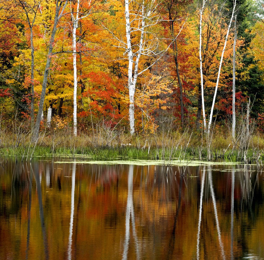 Detail of Autumn Colour Reflected in a Beaver Pond, Point Au Baril, Ontario, Canada. by Corbis